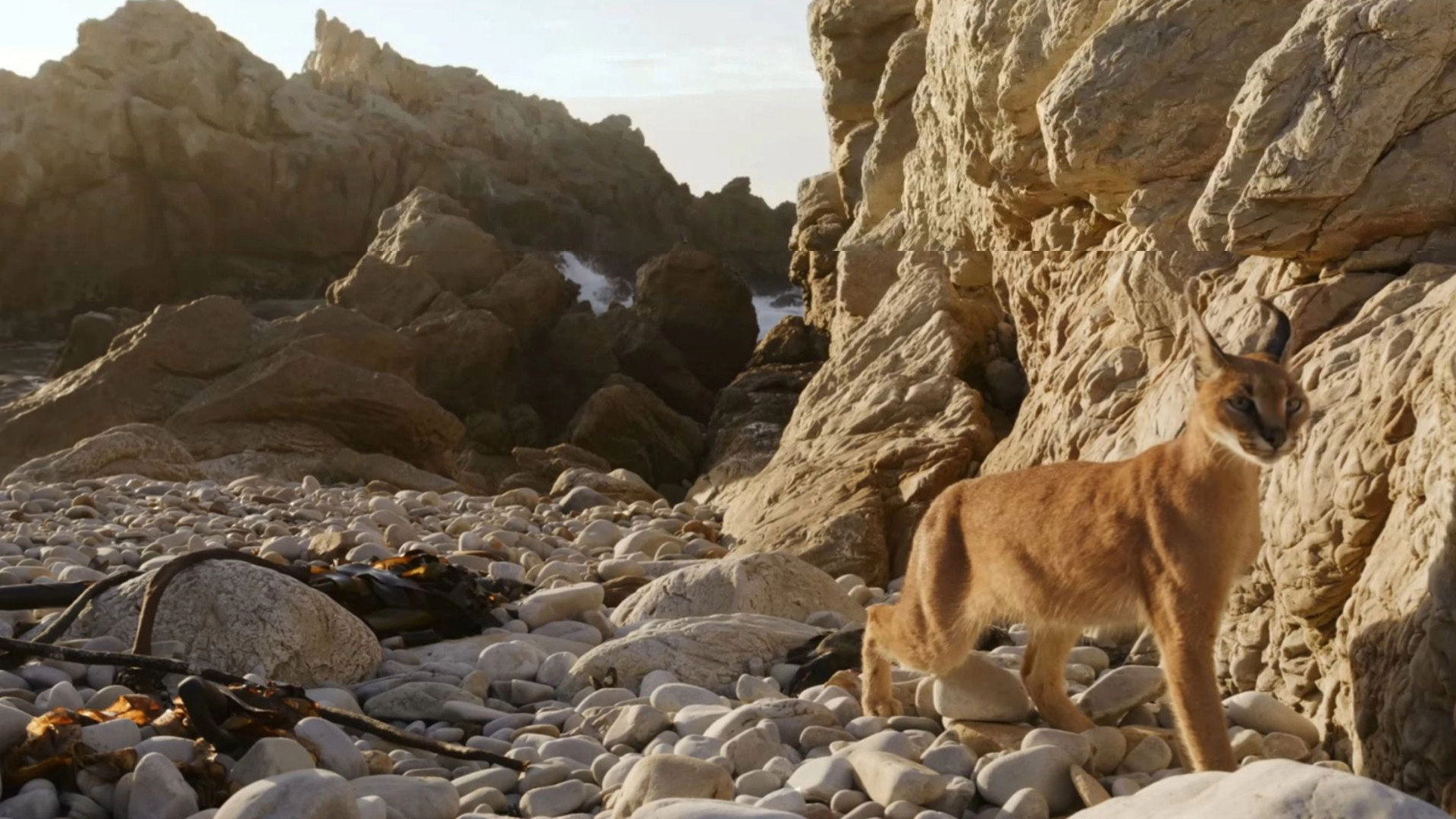 Caracal: The Lone Cat Society
