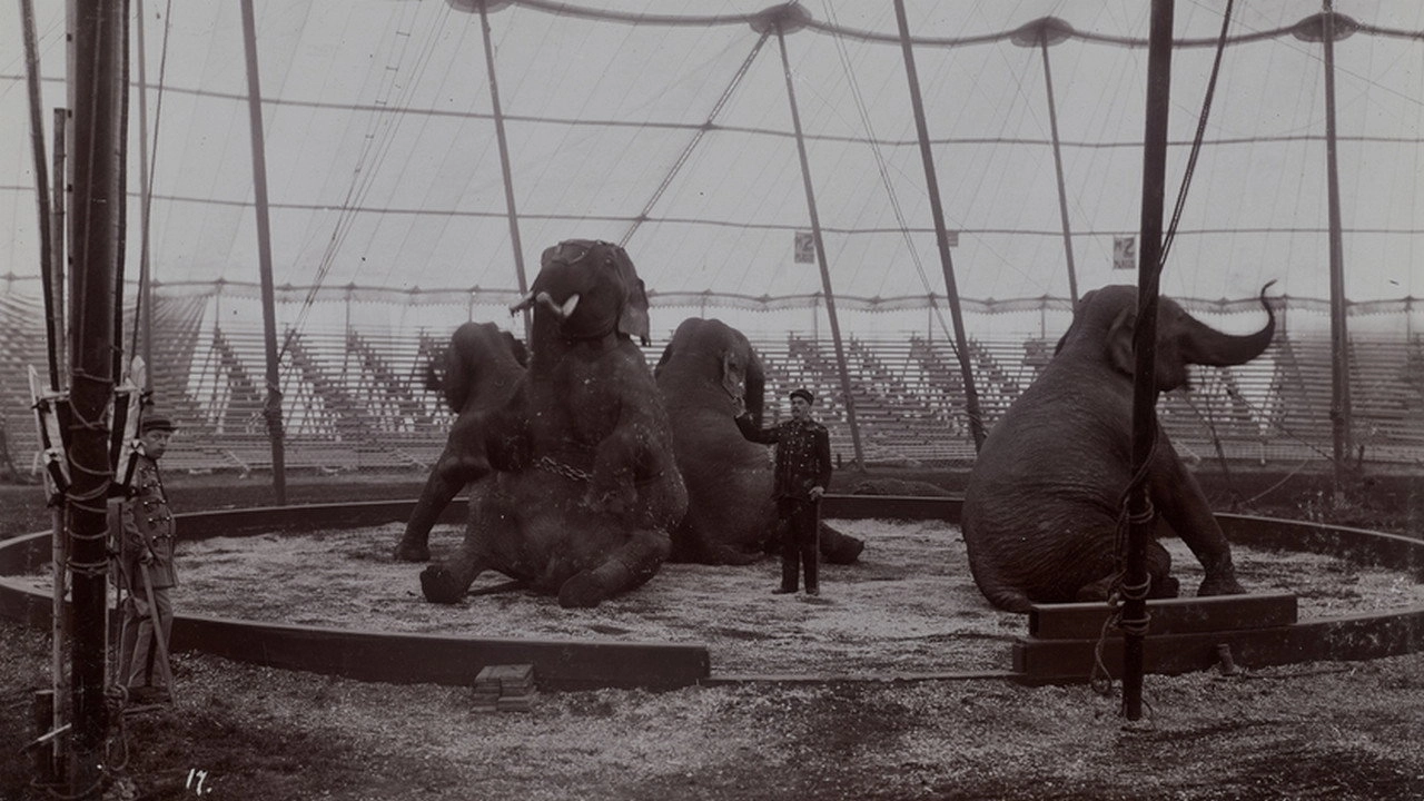 The Tragic Story of Fritz the Elephant