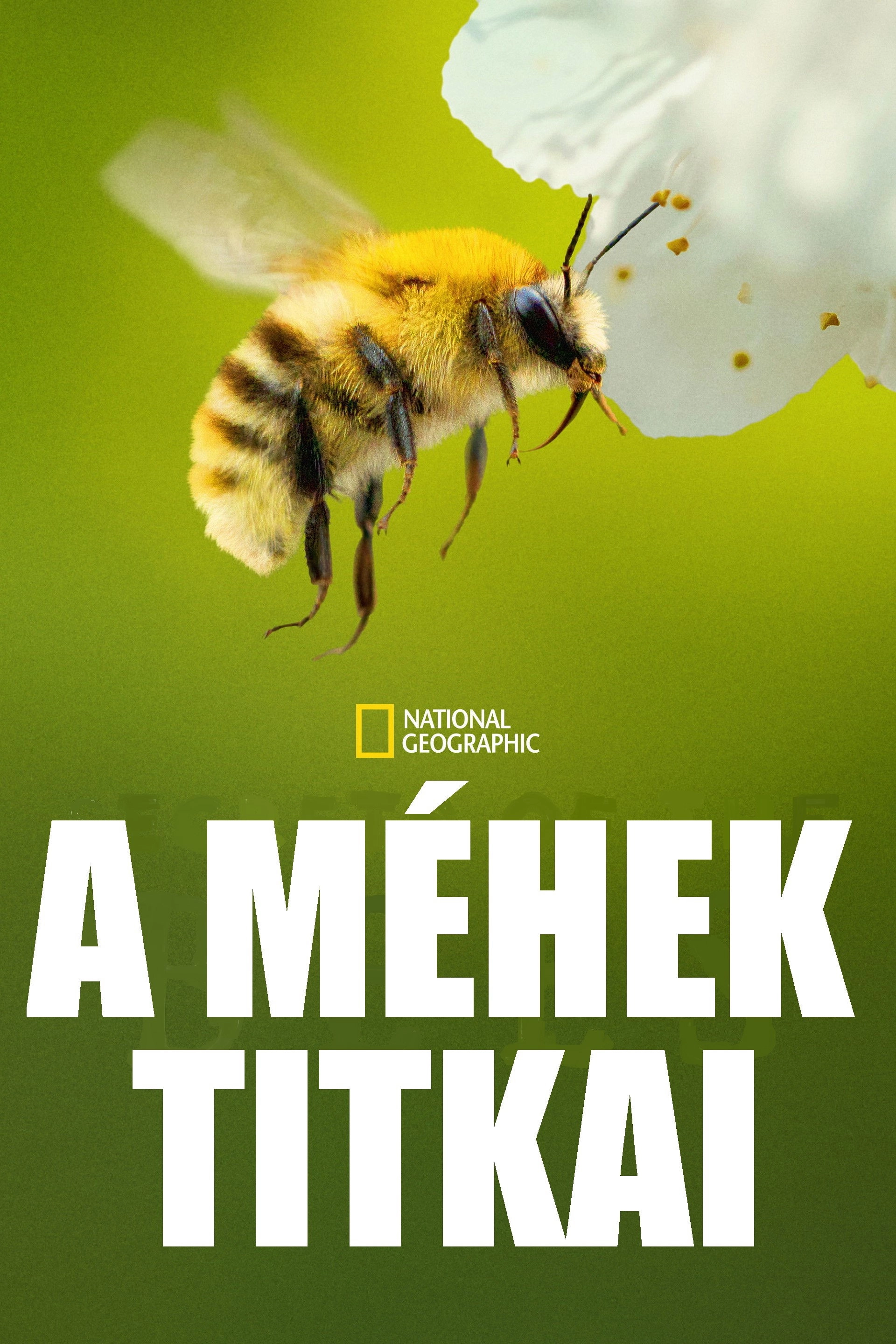 Secrets of the Bees