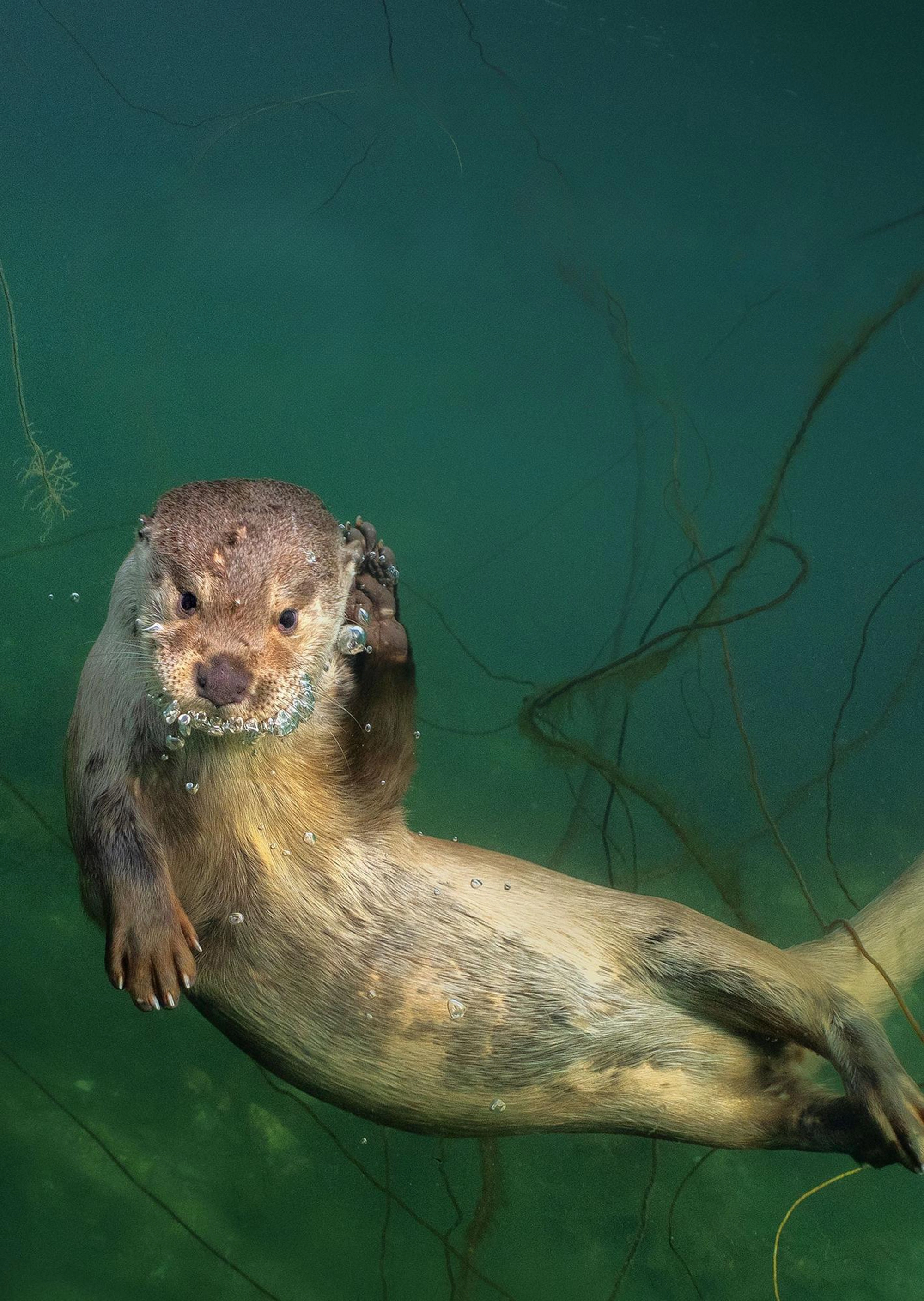 Billy & Molly: An Otter Love Story