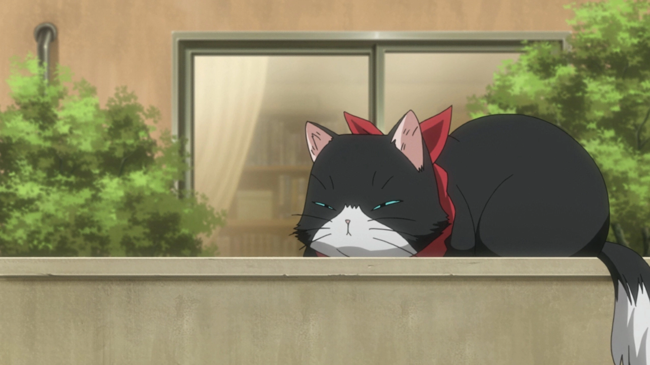 Nyan Koi!
