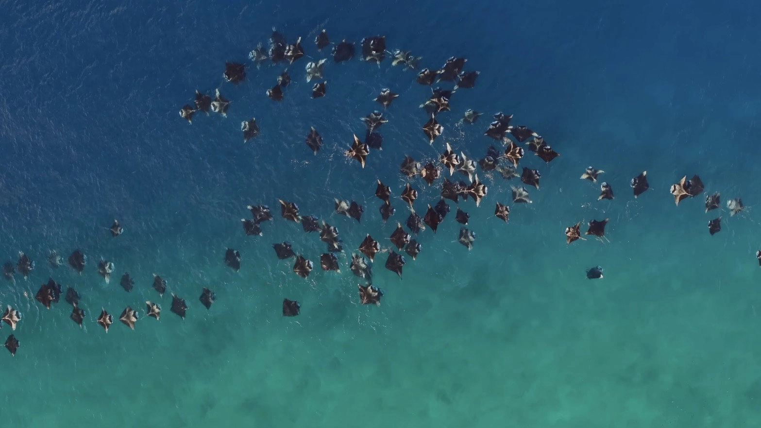 A Deeper Dive with David Attenborough