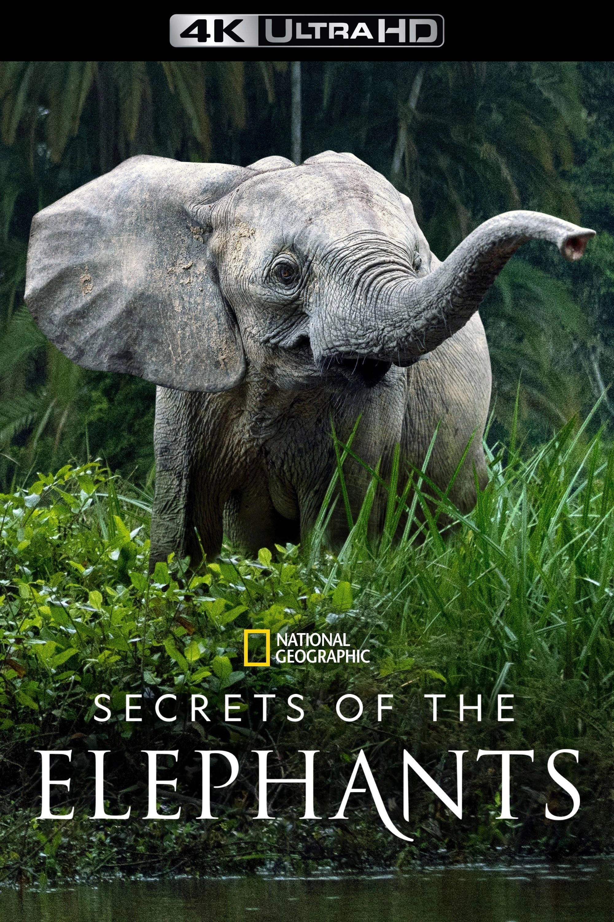Secrets of the Elephants