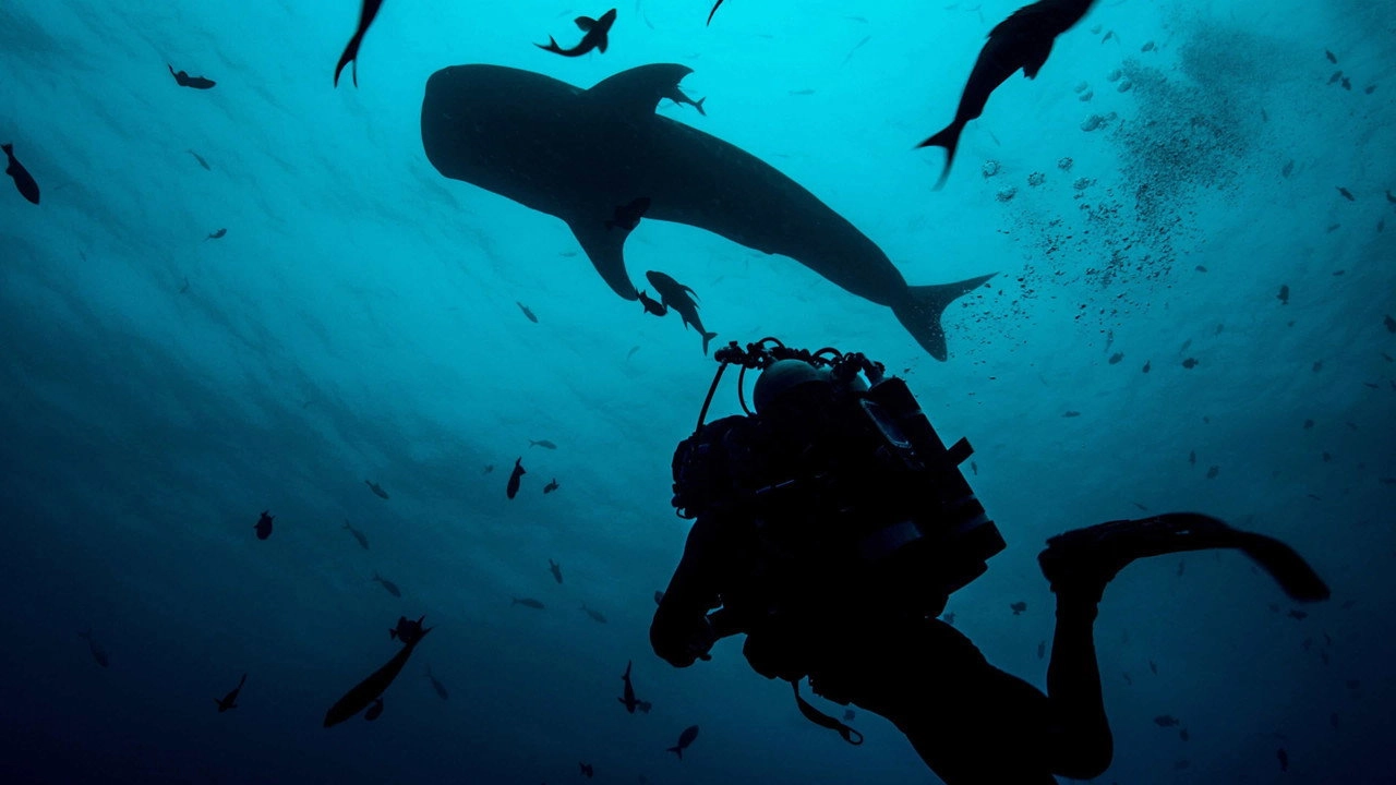 Shark with Steve Backshall