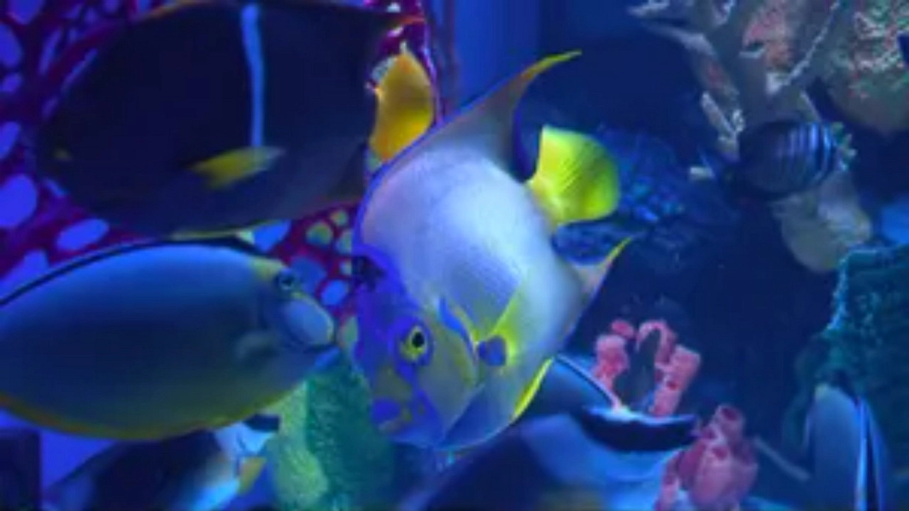 Tanked