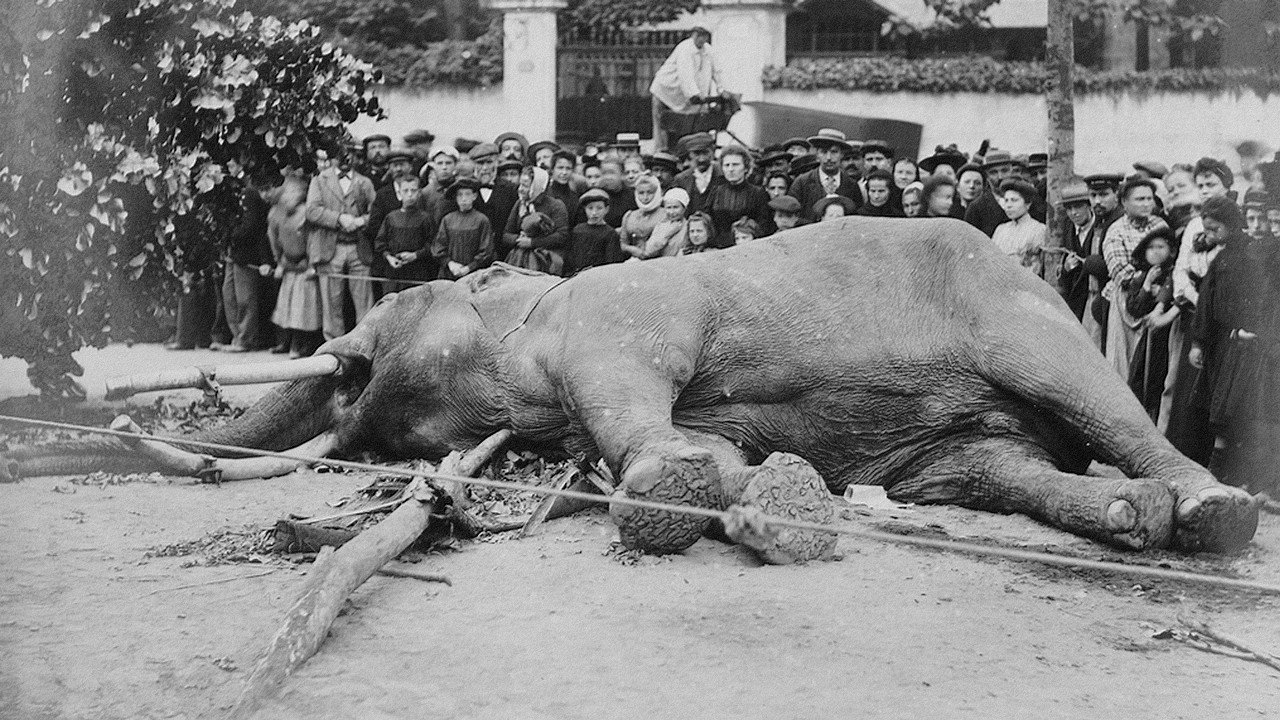 The Tragic Story of Fritz the Elephant