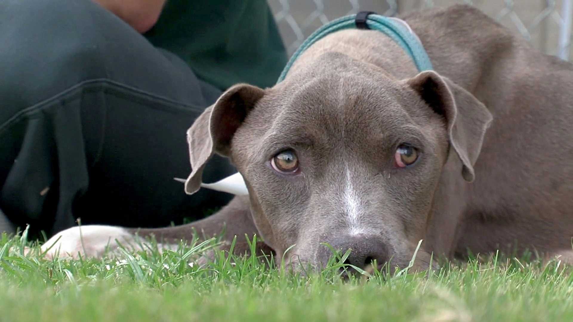 Pit Bulls and Parolees
