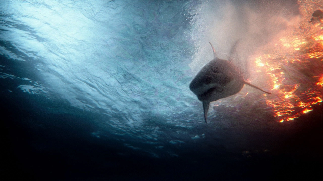 The Shallows