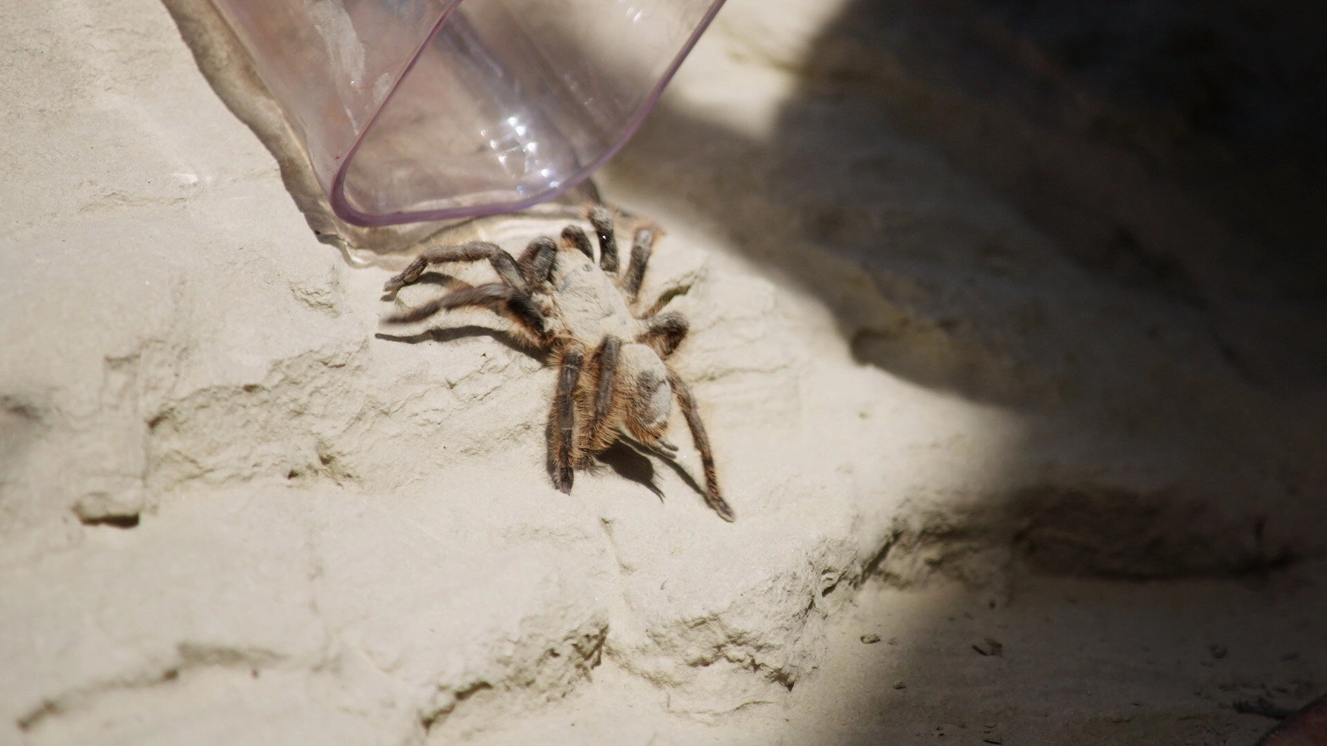 You vs. Wild