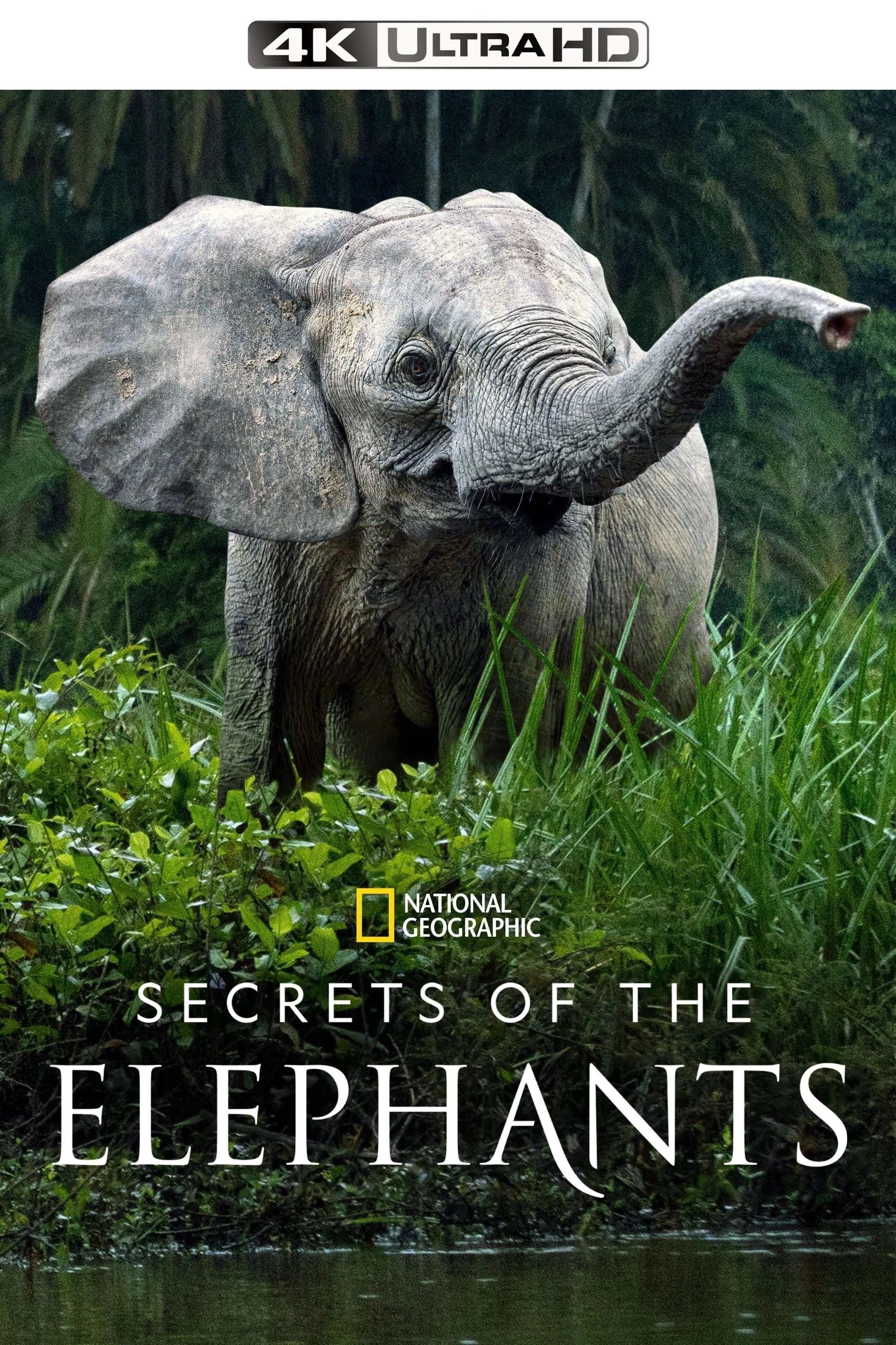 Secrets of the Elephants