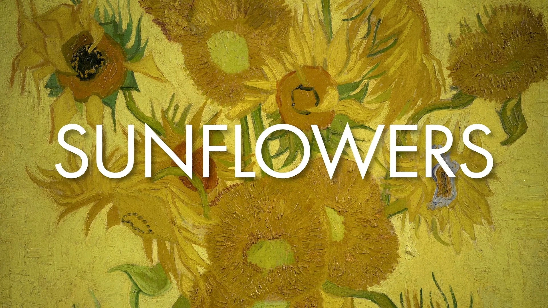 Sunflowers