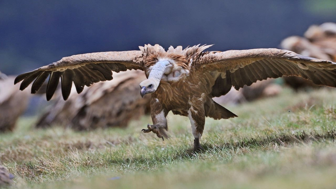 Europe's New Wild