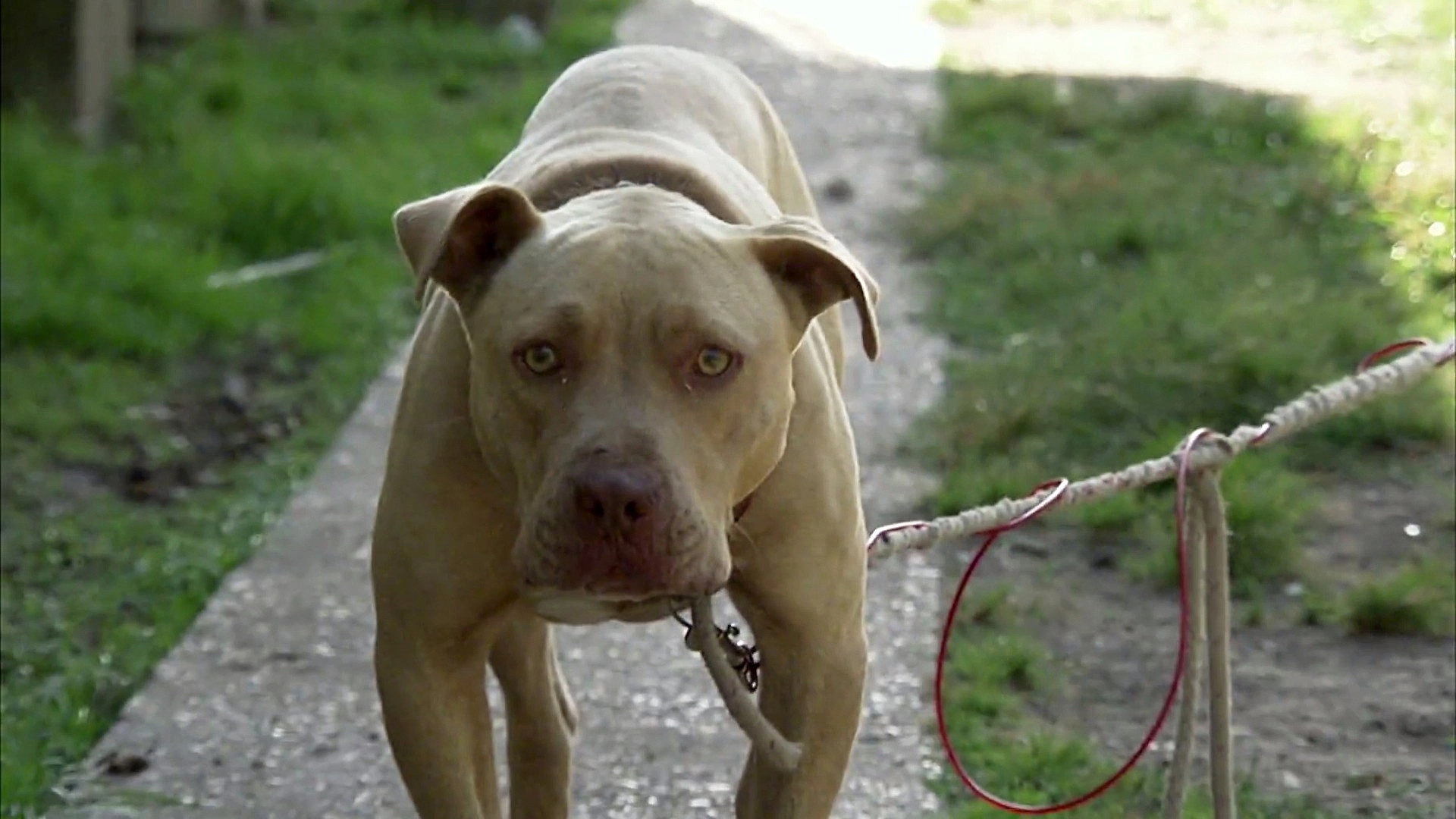 Pit Bulls and Parolees
