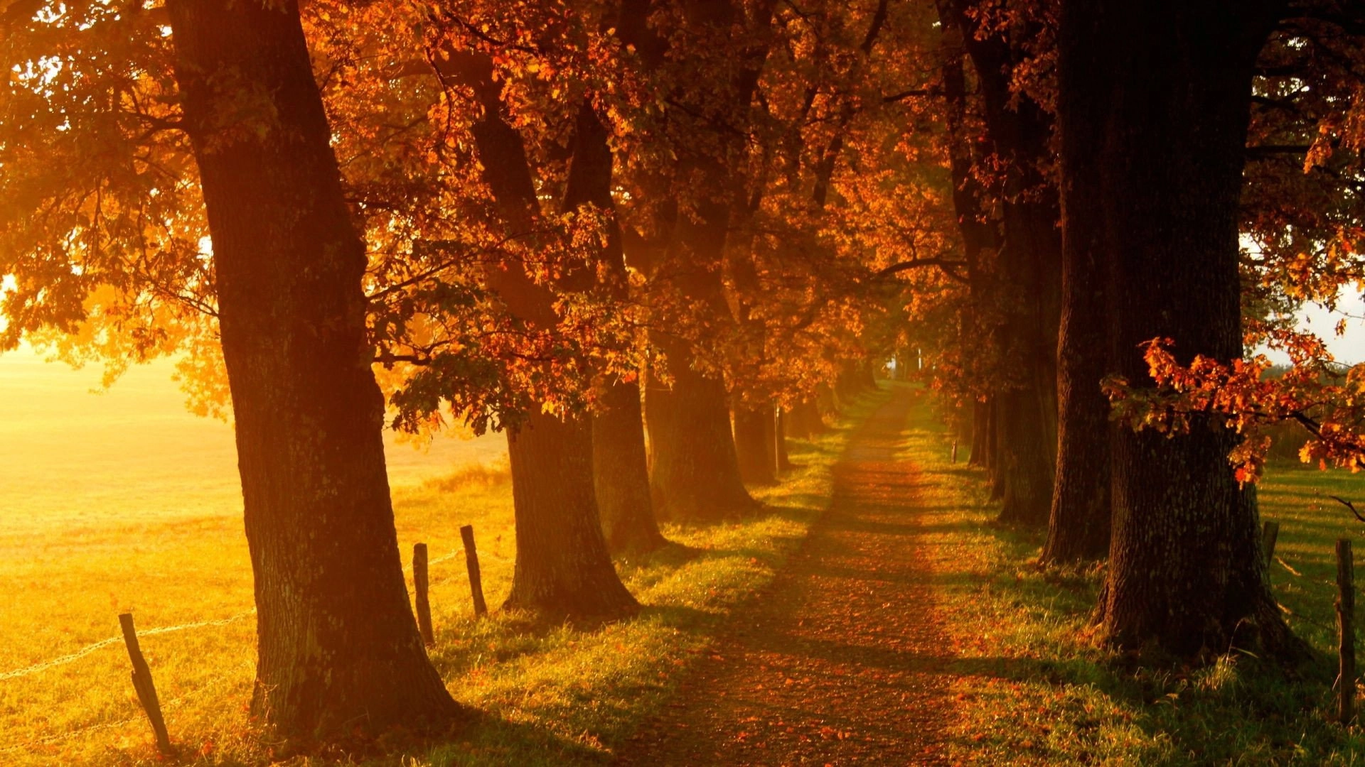 Voir l'automne, une saison en France
