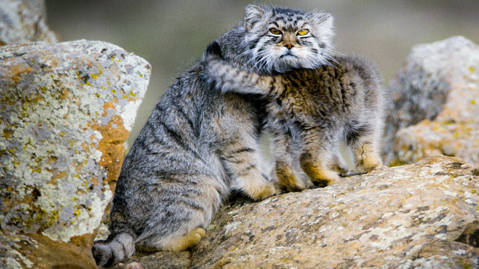 Big Cats