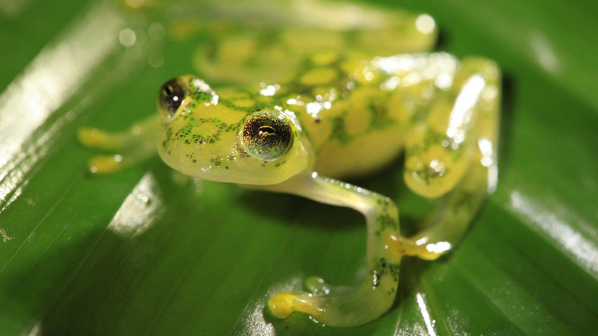 Secret Life of Predators