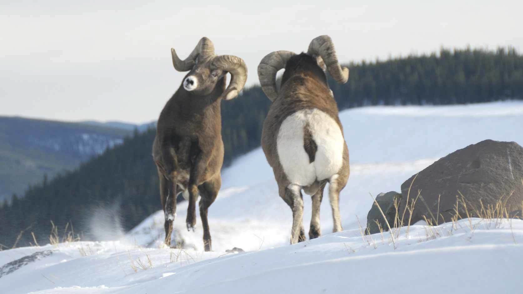 Wild Canada