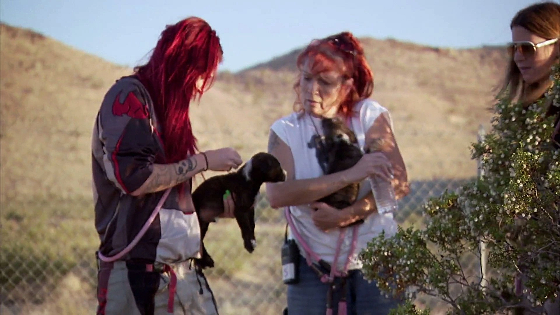 Pit Bulls and Parolees