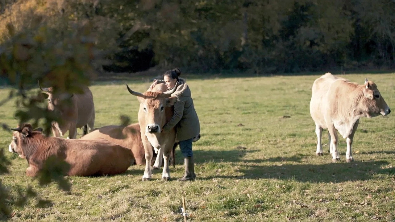 Production Line Animals