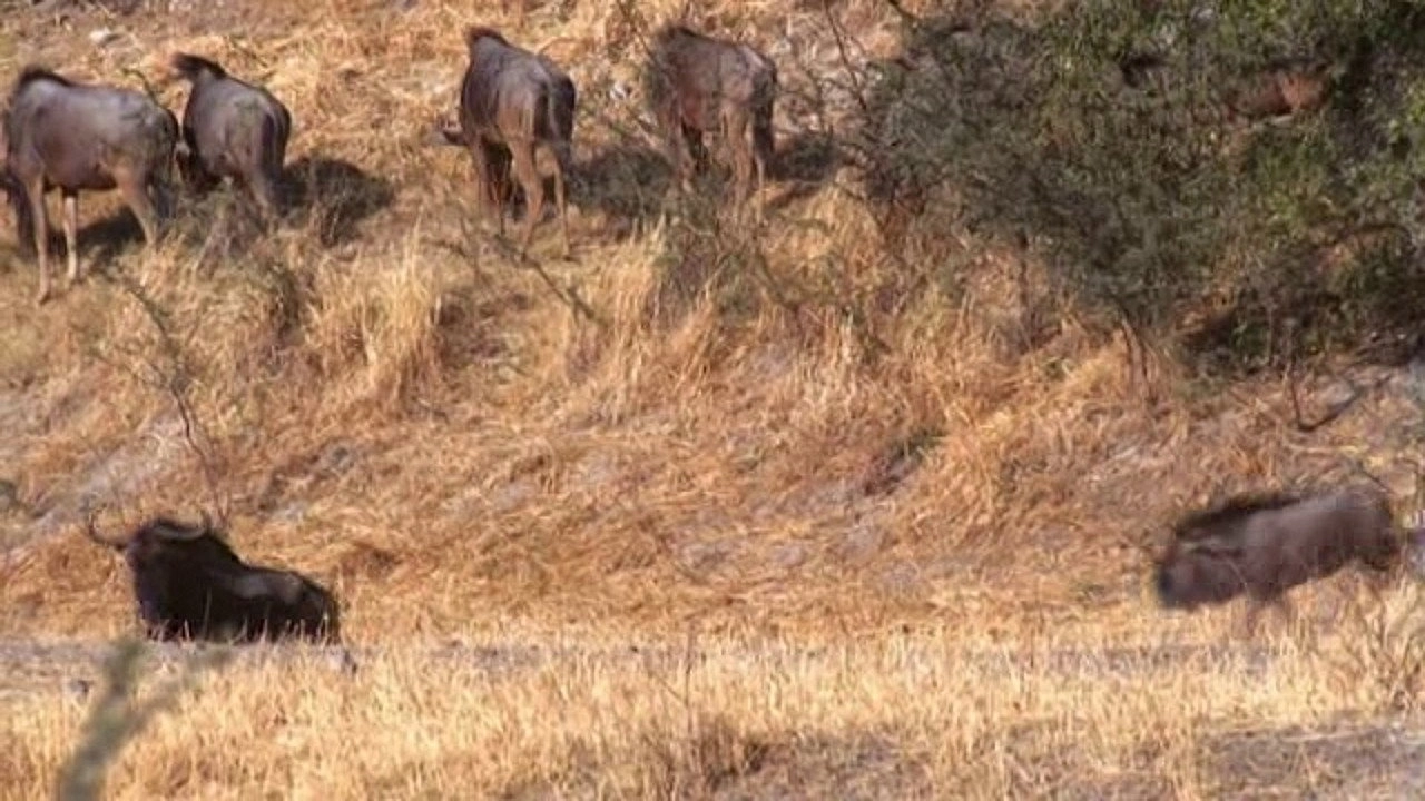 Kalahari - Afrikas paradiesische Wüste