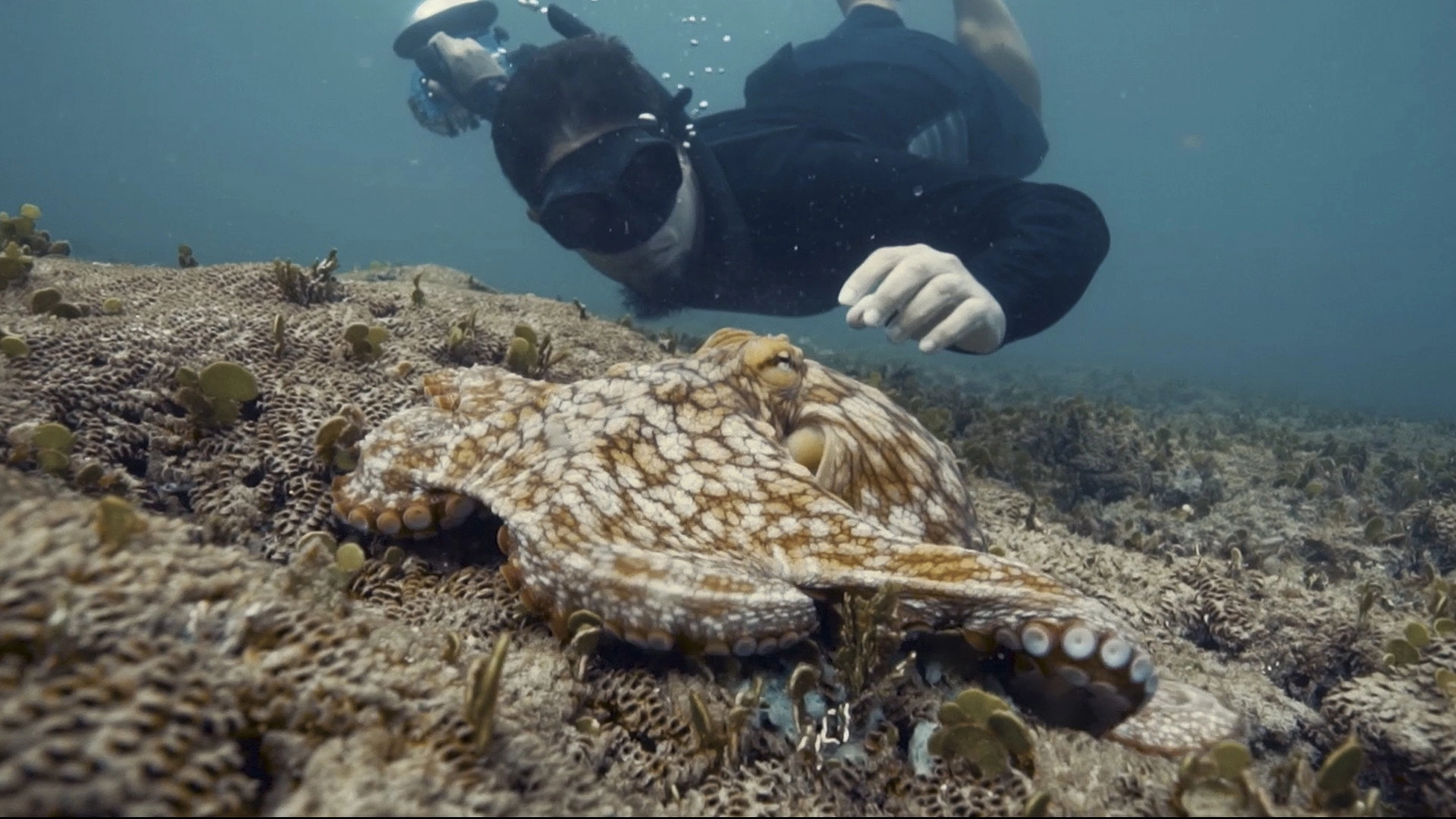 Octopus!