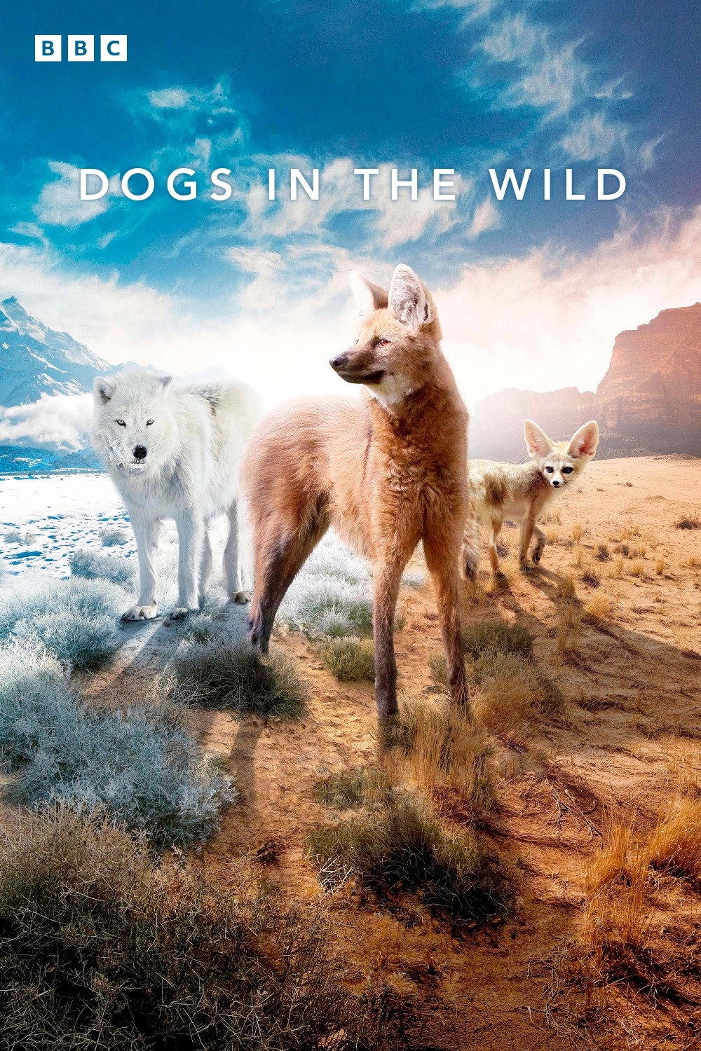 Dogs in the Wild: Meet the Family