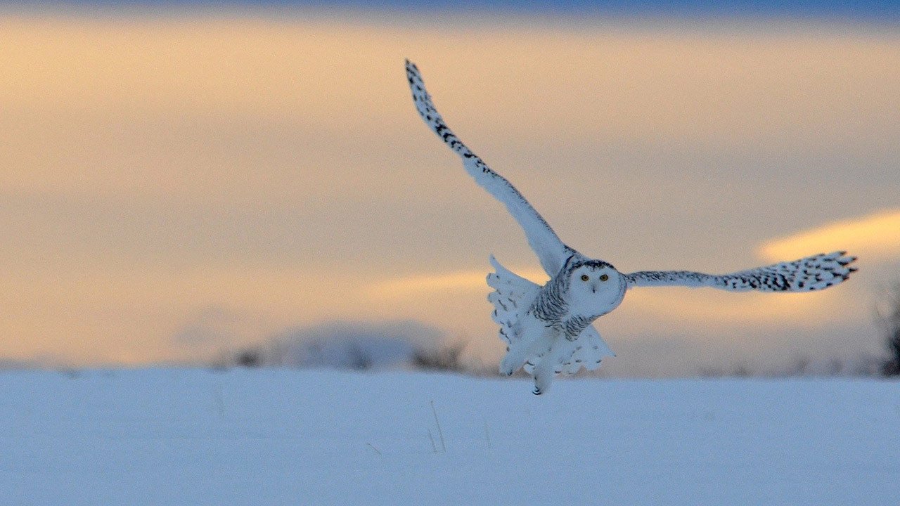 Wild Canada