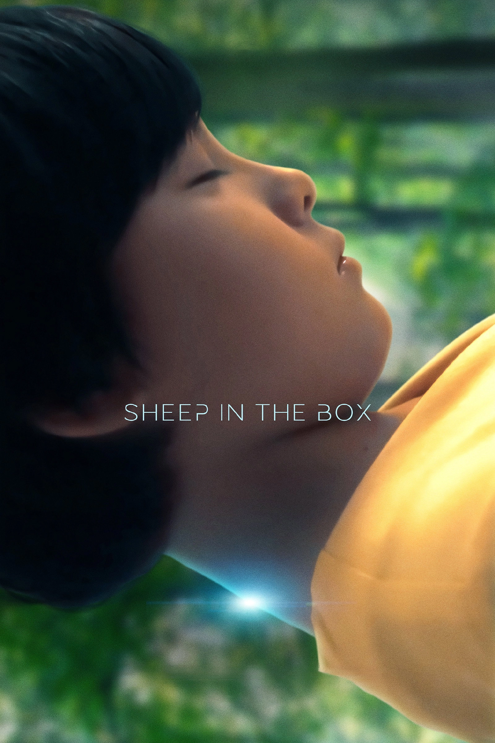 Sheep in the Box
