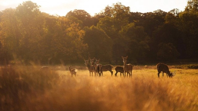 Wild Great Britain
