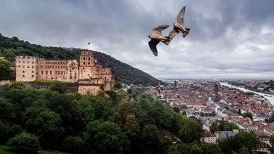 Wild Castles