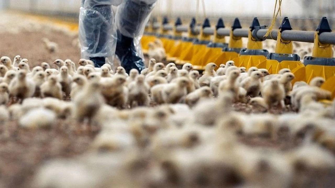 Production Line Animals