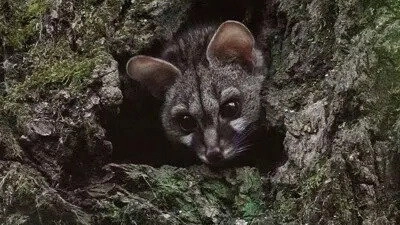 Les Pyrénées secrètes