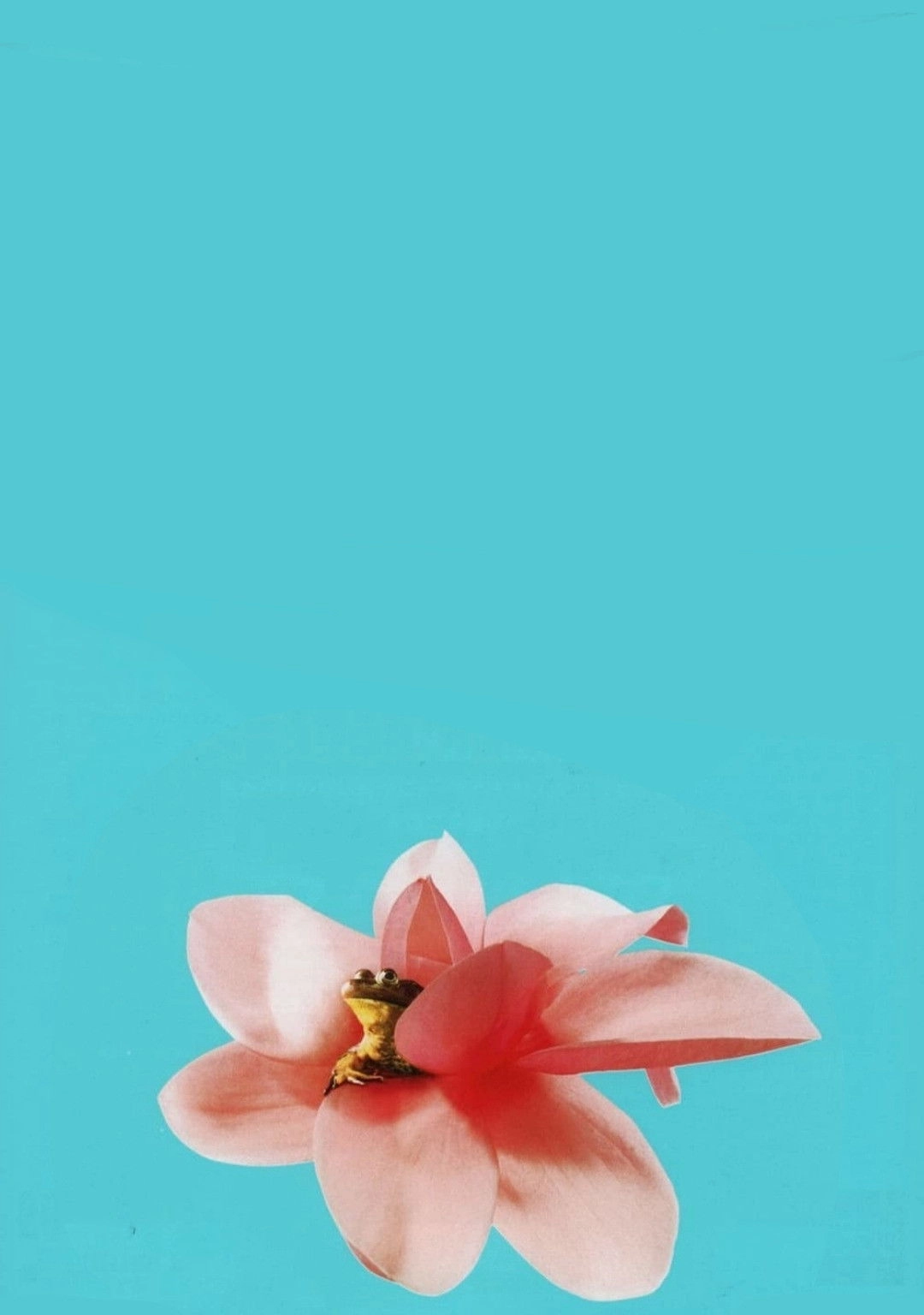 Magnolia