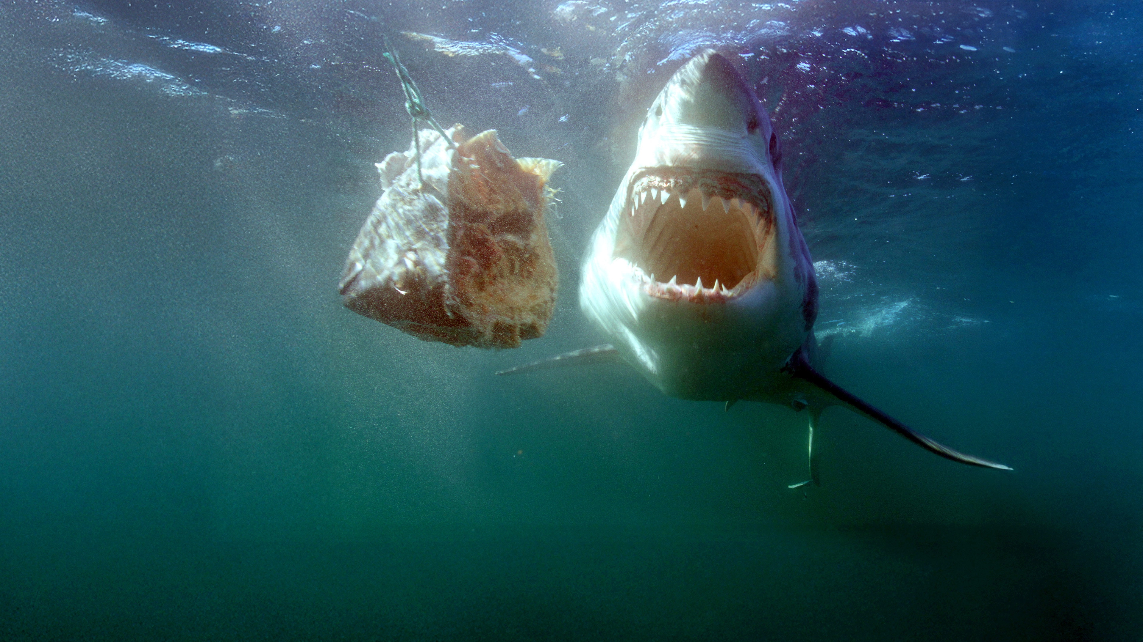 Sharks of the North