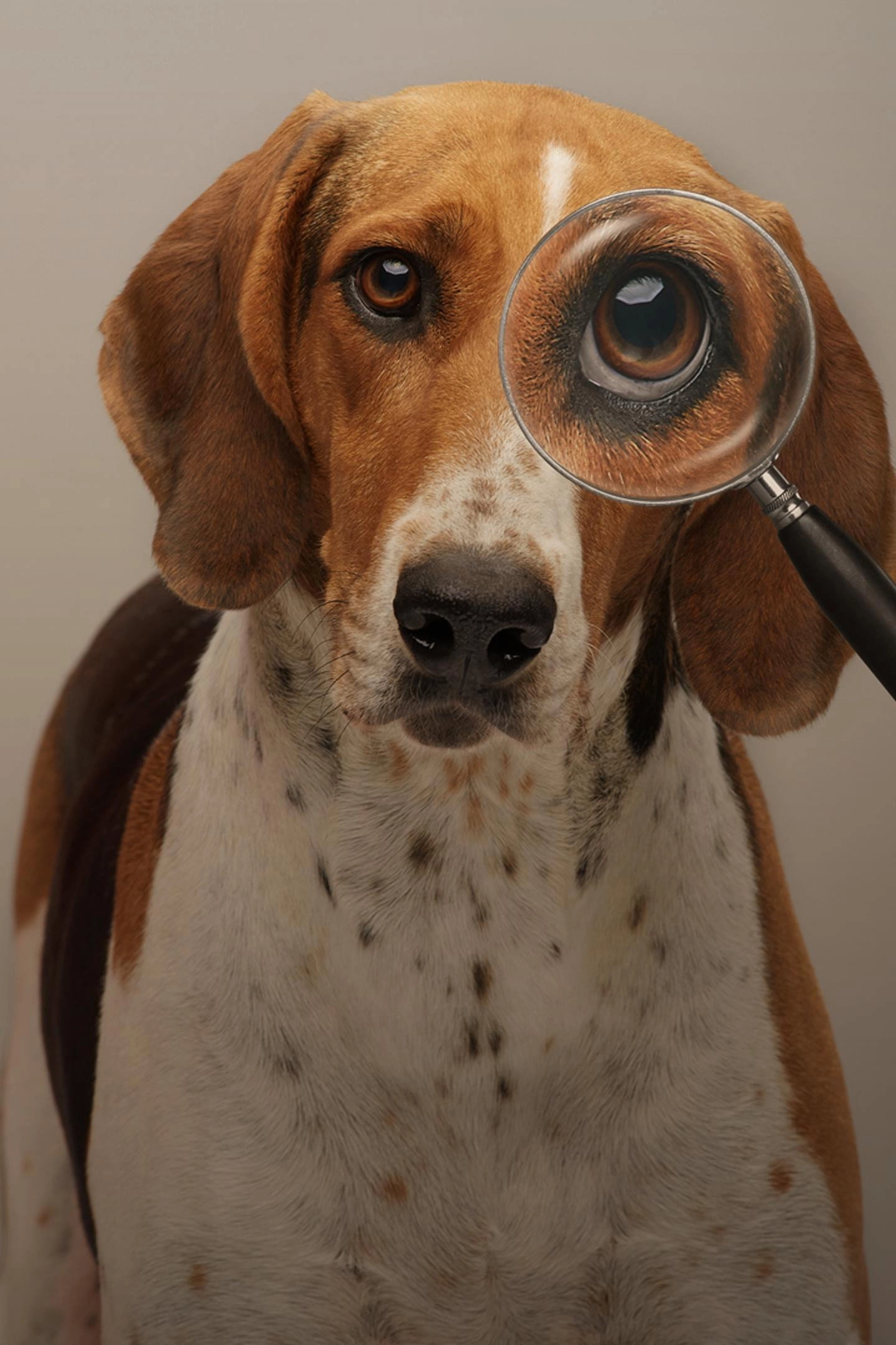 Pet Seekers