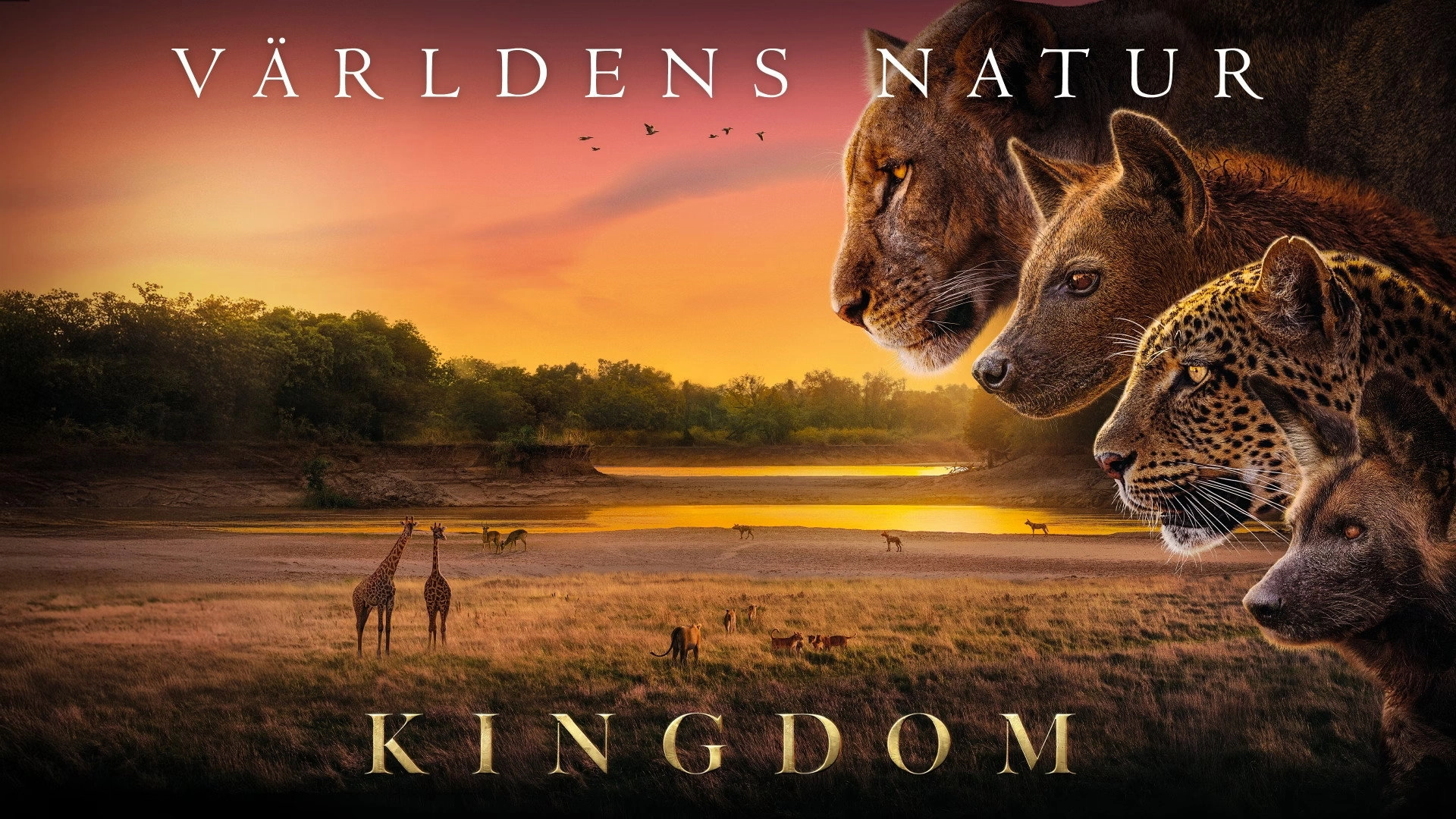 Kingdom
