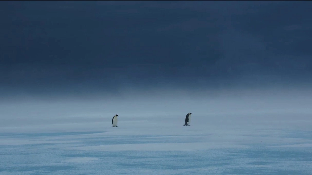 Les Secrets des Animaux des Glaces