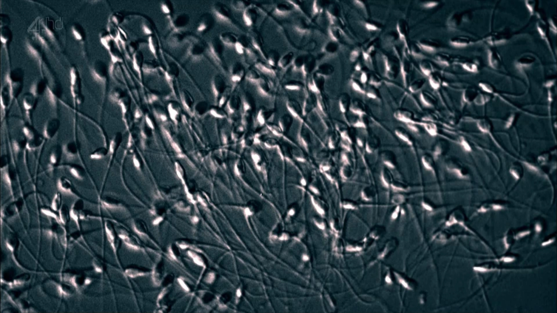 The Great Sperm Race
