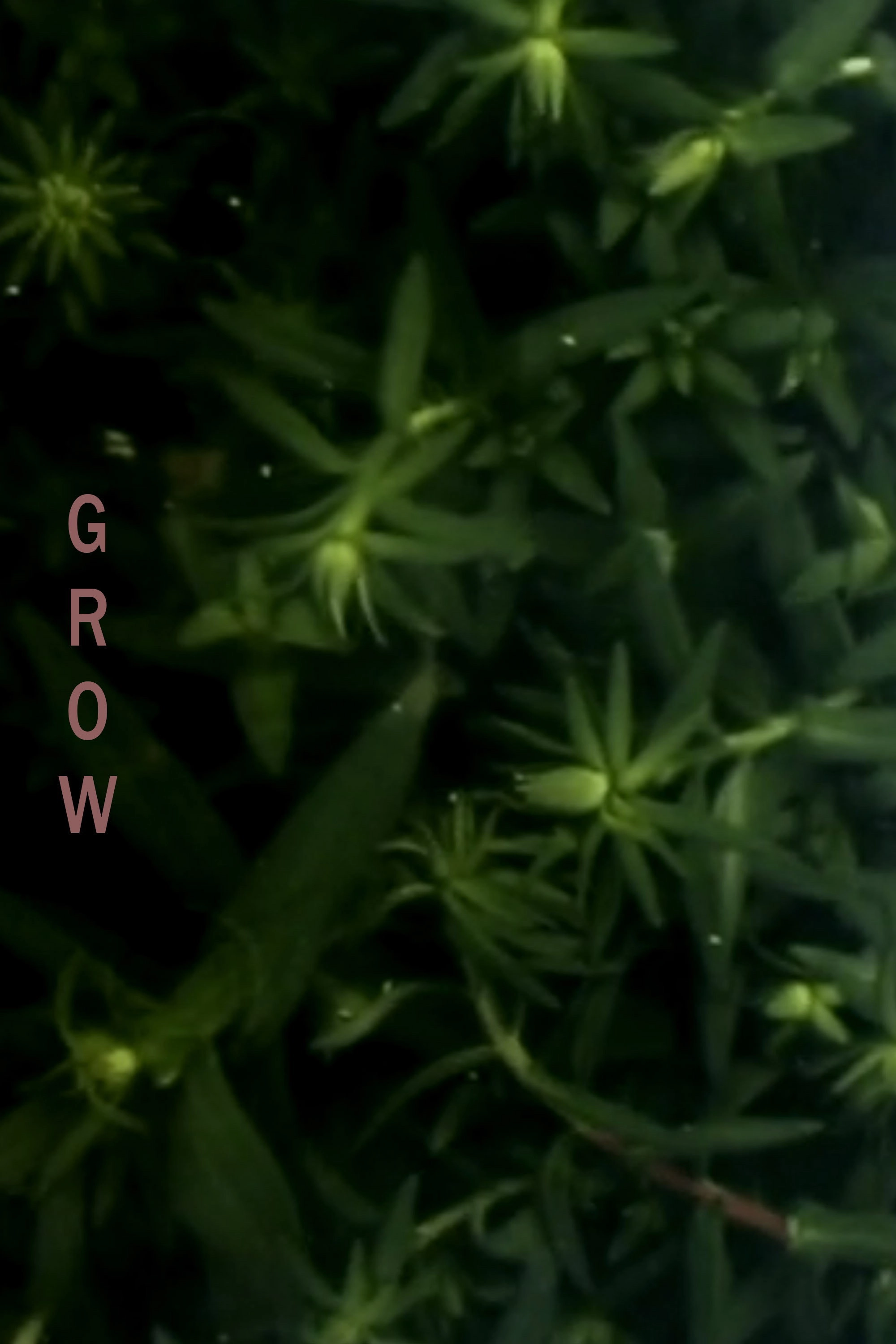 Hallowed