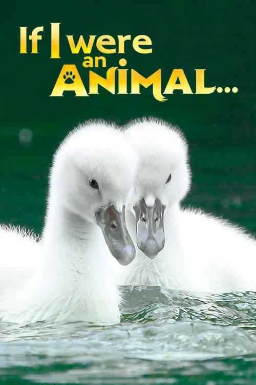 If I Were an Animal