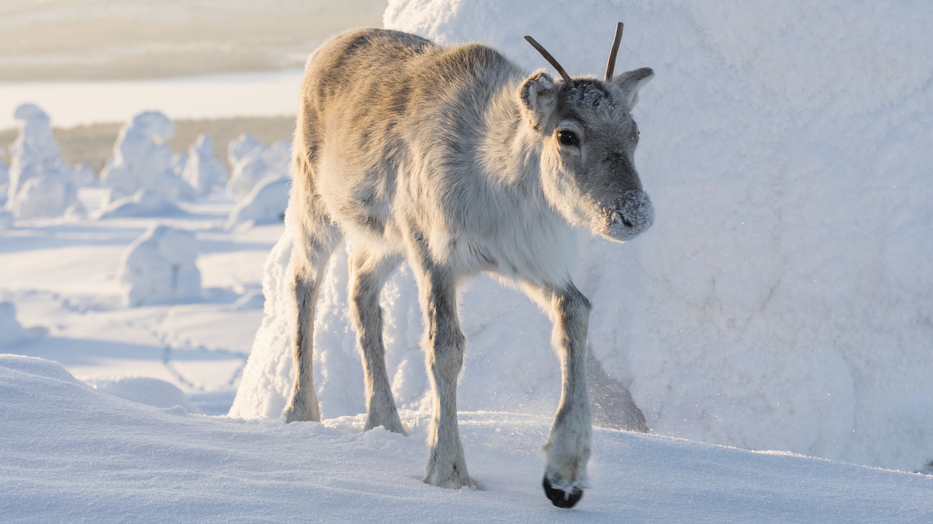 A Reindeer's Journey
