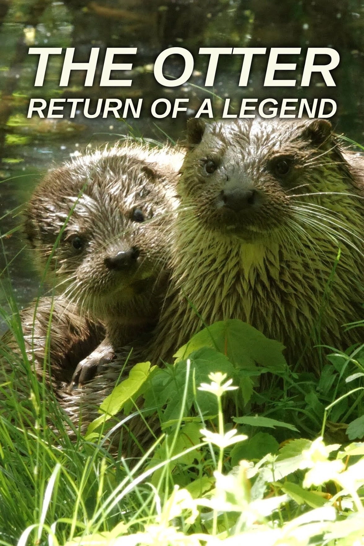 The Otter: A Legend Returns