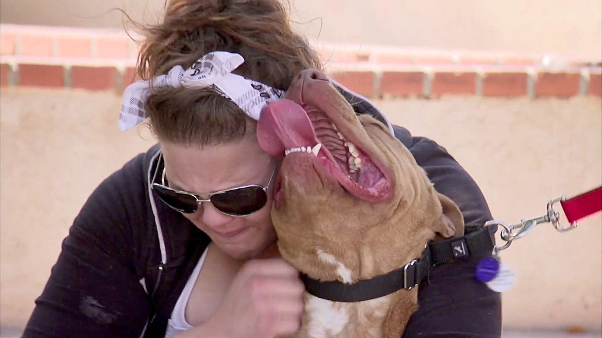 Pit Bulls and Parolees