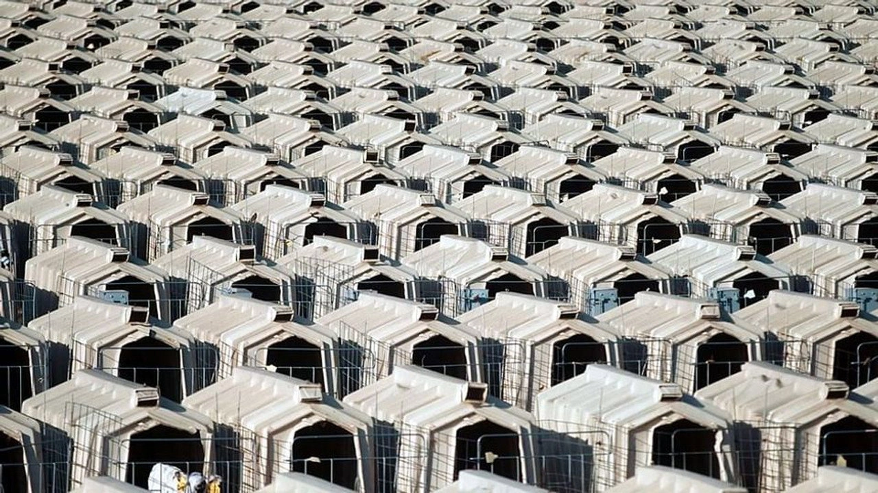 Production Line Animals
