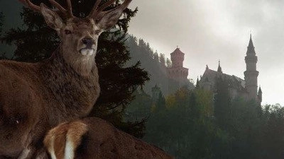 Wild Castles
