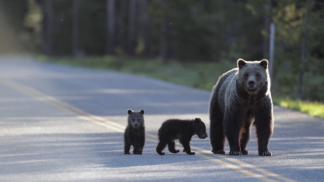 Europe's New Wild