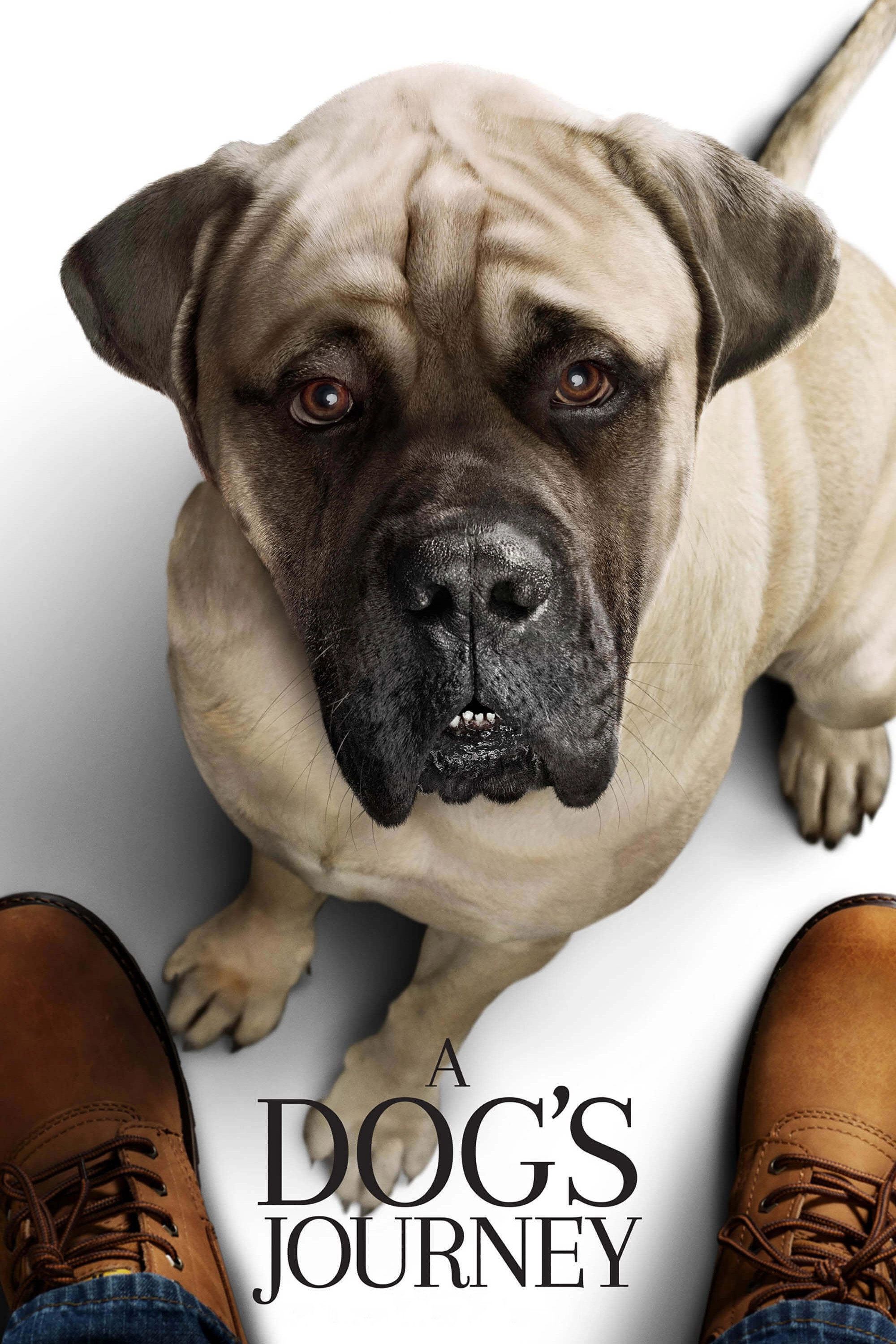 A Dog's Journey