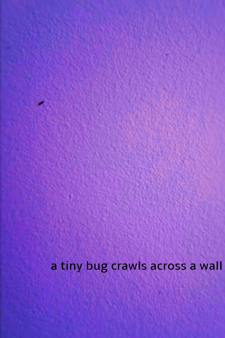 a tiny bug crawls across a wall