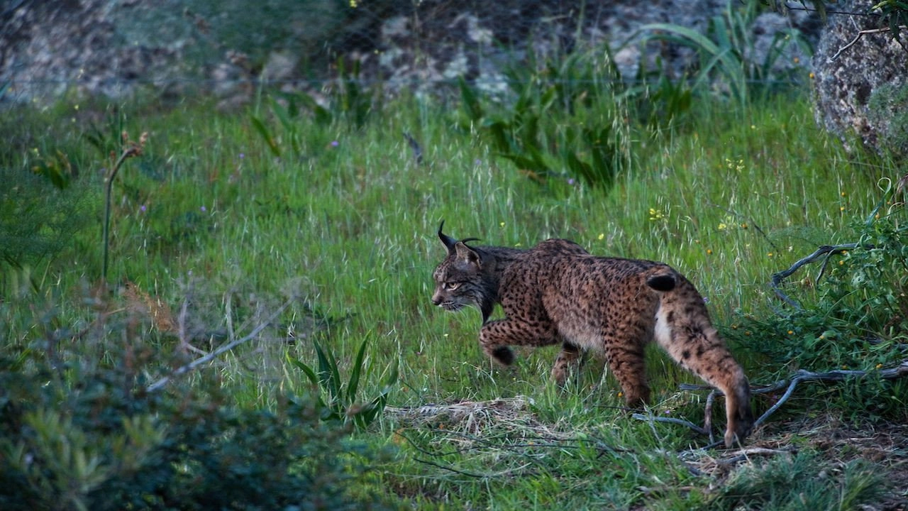 Europe's New Wild