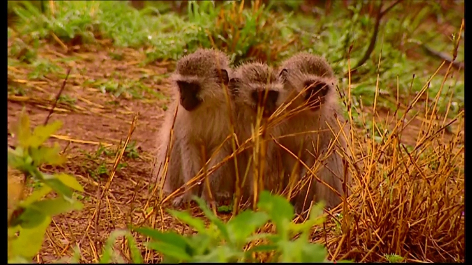 Animal Life: Young & Wild